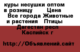 куры несушки.оптом 160 в розницу 200 › Цена ­ 200 - Все города Животные и растения » Птицы   . Дагестан респ.,Каспийск г.